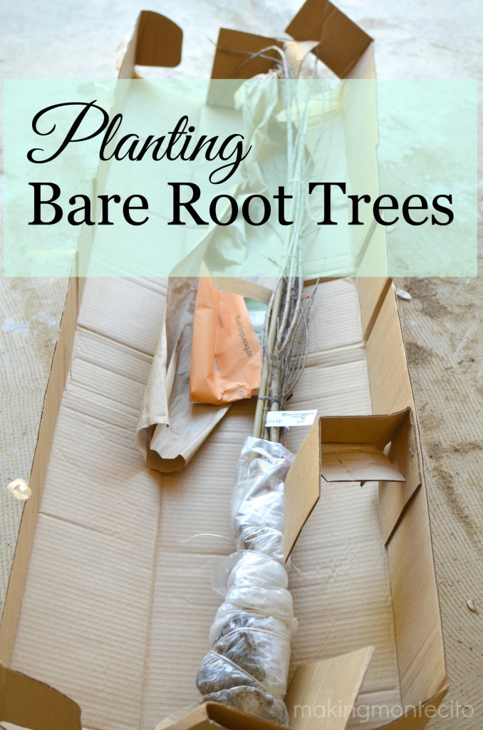Planting Bare-Root Trees