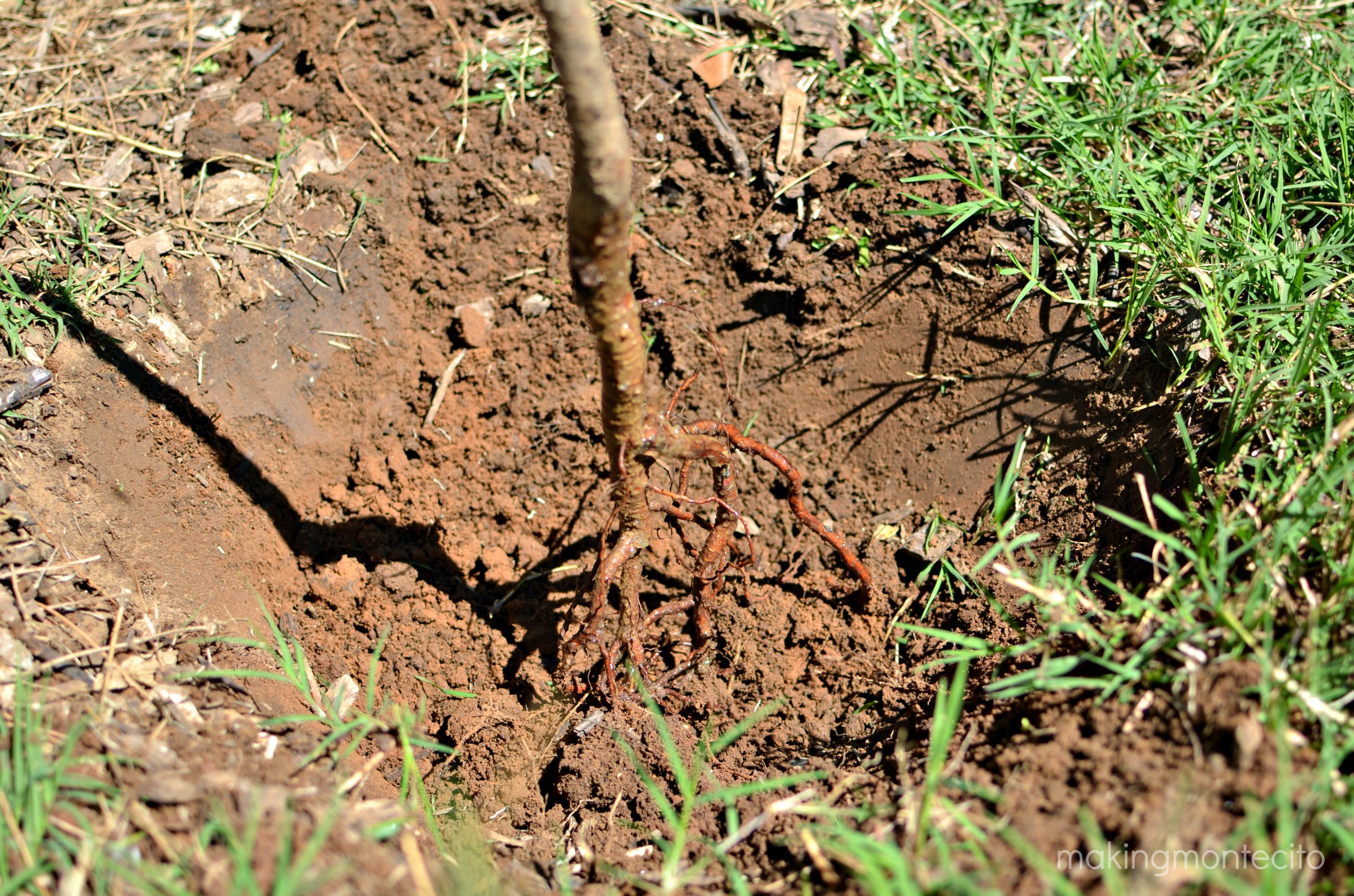 making montecito - planting bare root trees 6