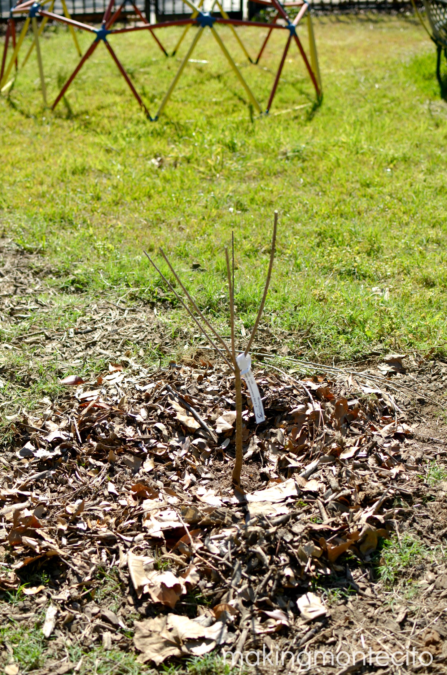 making montecito - planting bare root trees 9