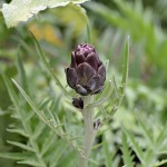 Artichokes Galore