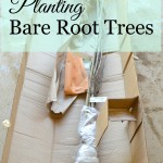 Planting Bare-Root Trees
