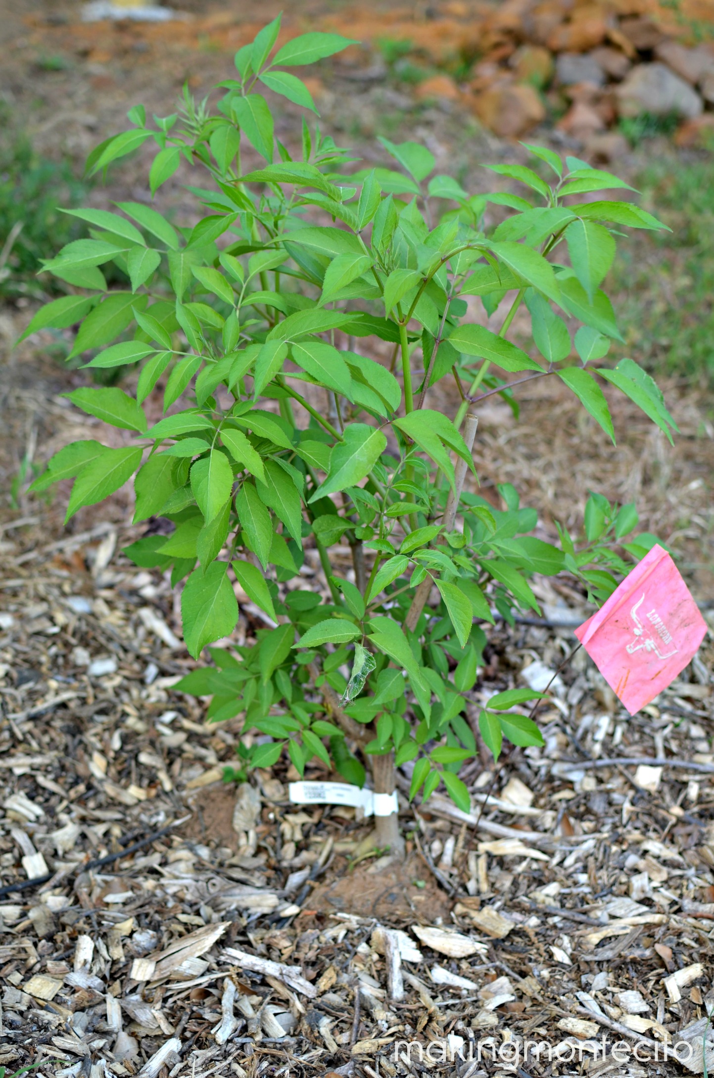 making montecito - planting bare root trees 11