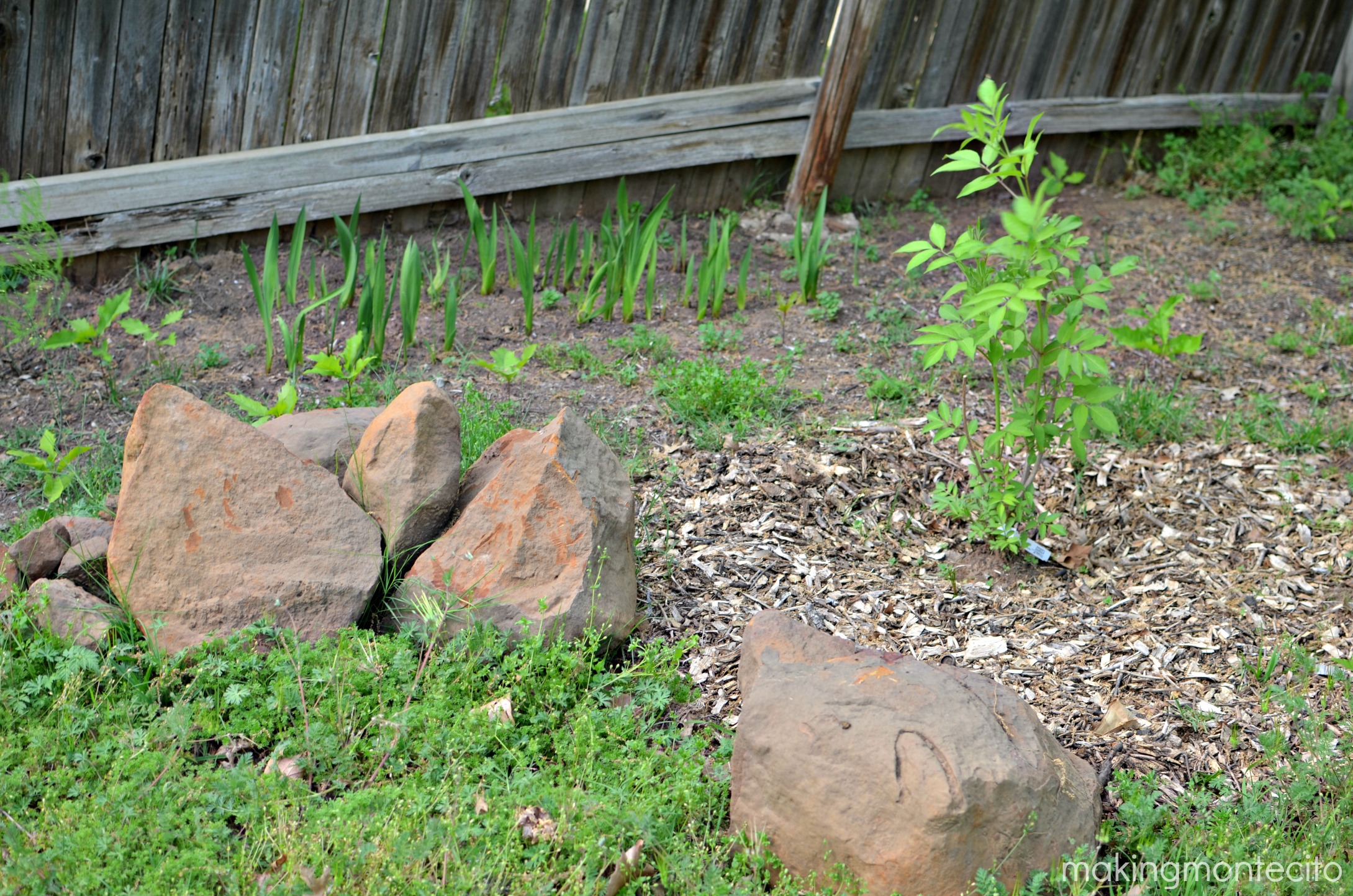 making montecito - planting bare root trees 12