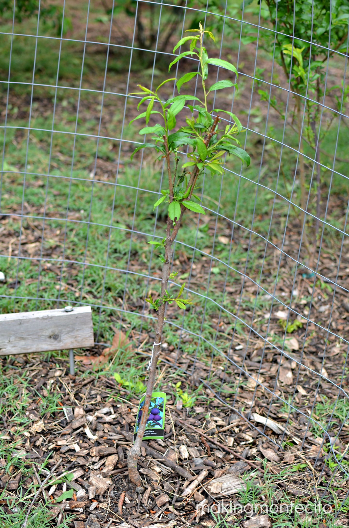 making montecito - planting bare root trees 16