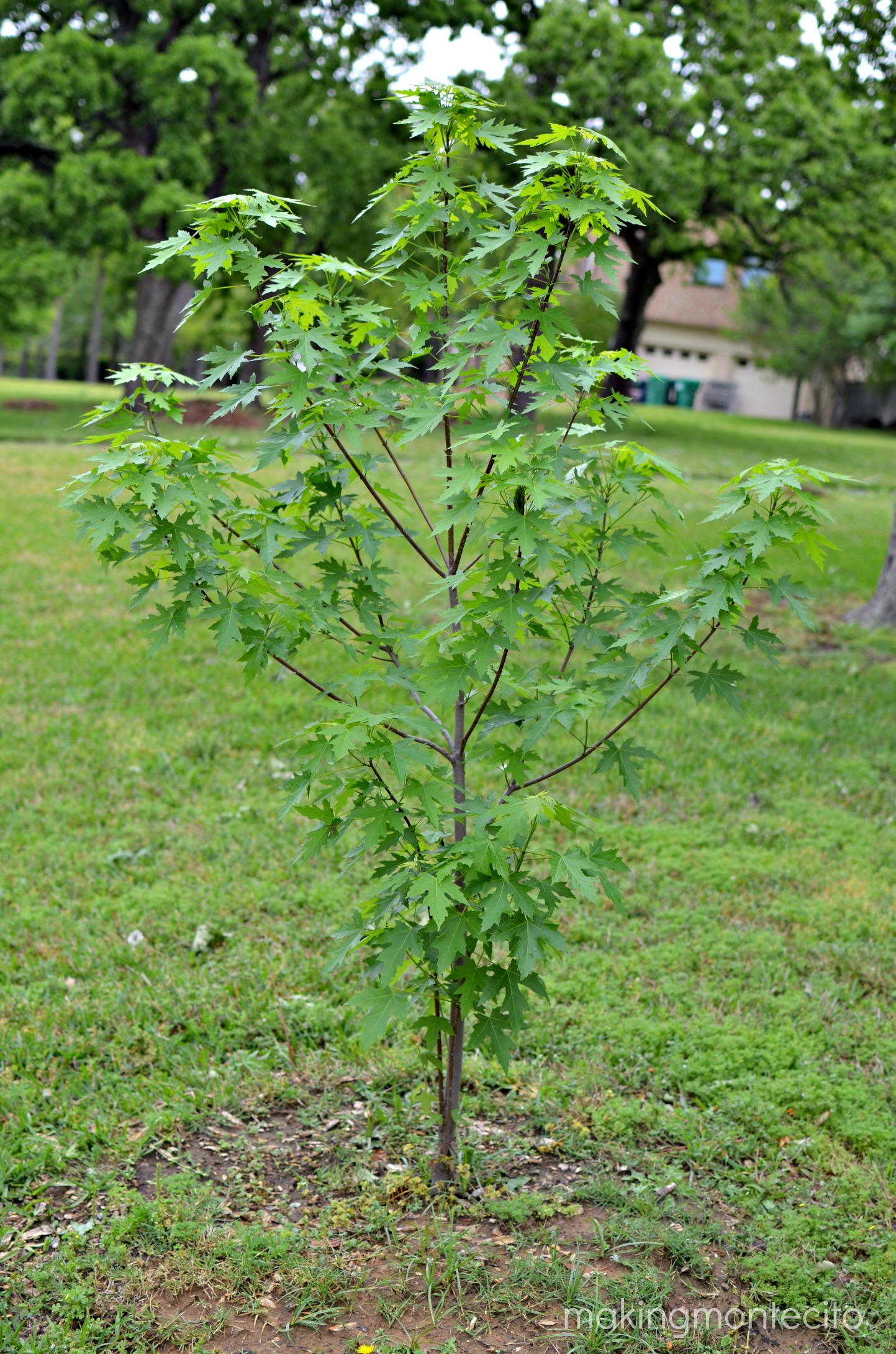 making montecito - planting bare root trees 17