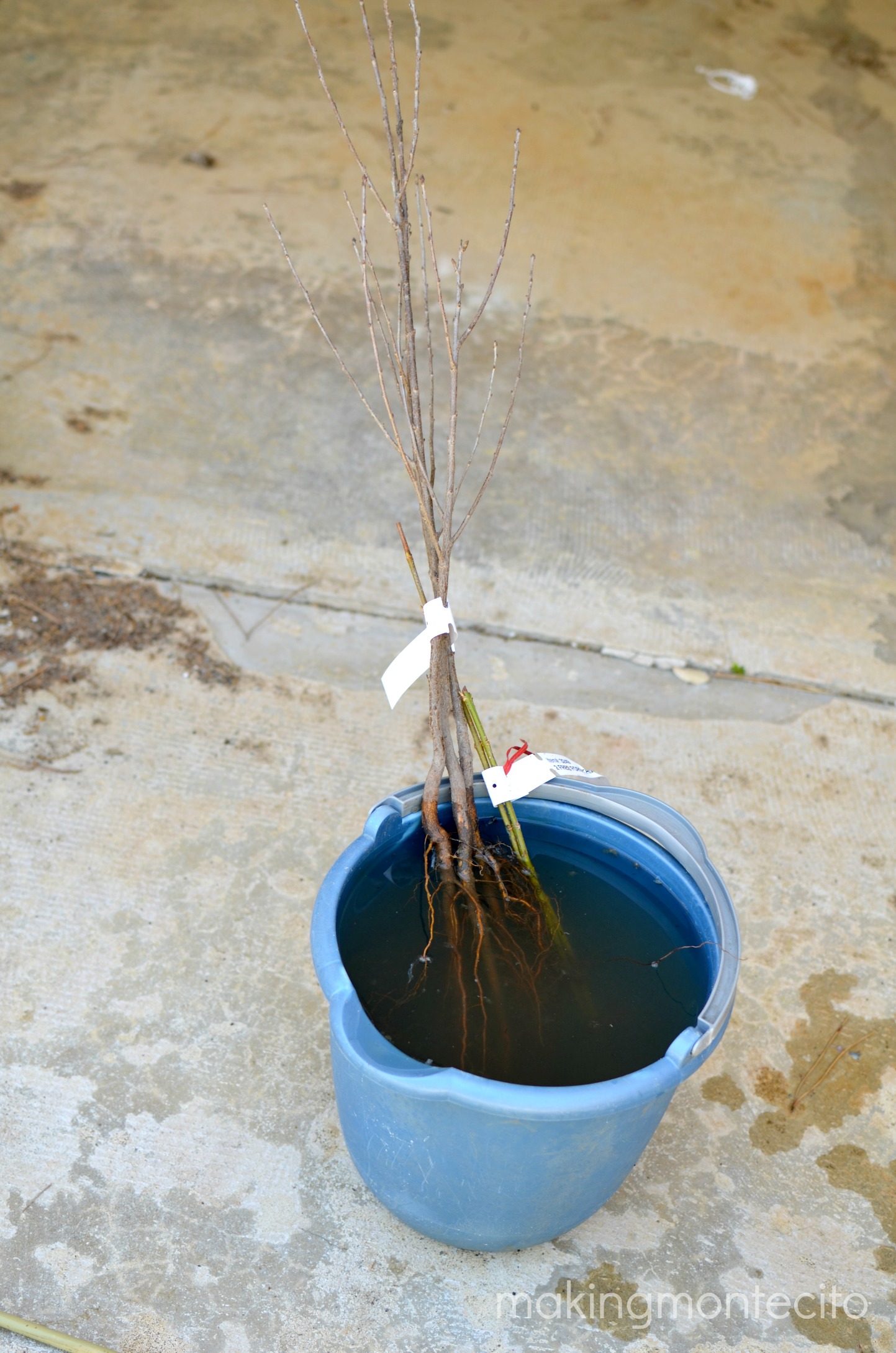 making montecito - planting bare root trees 4