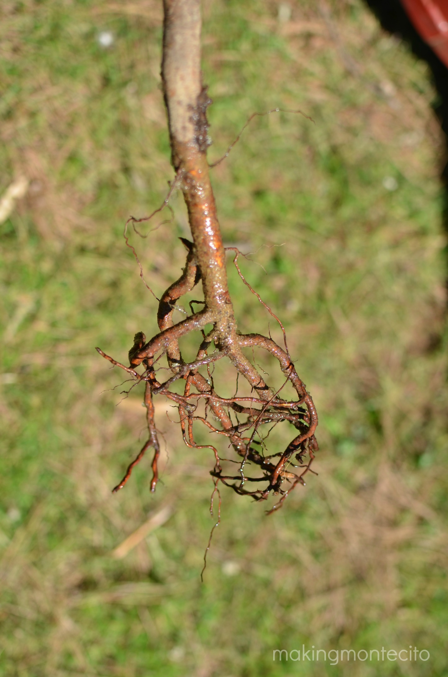 making montecito - planting bare root trees 5