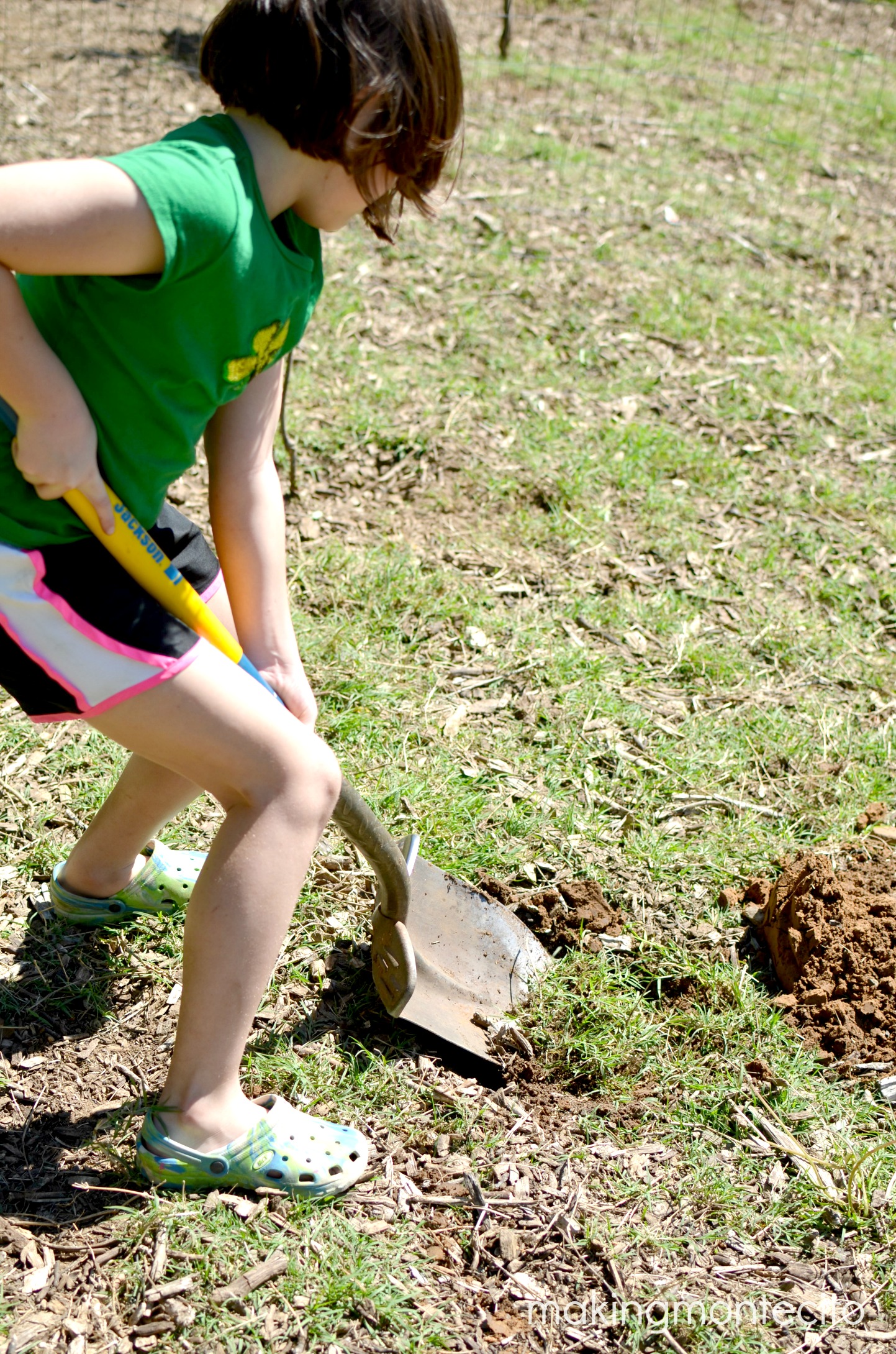 making montecito - planting bare root trees 7