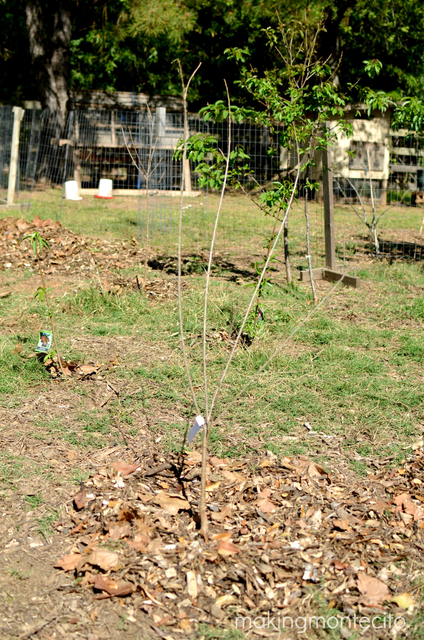 making montecito - planting bare root trees 8